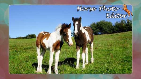Horse Photo Editor screenshot 3