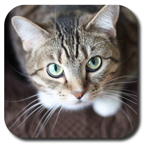 Sassy Cat Live Wallpaper 1.0.0