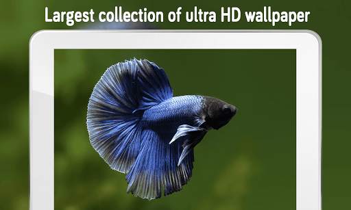 Fish Wallpaper (4k) screenshot 1