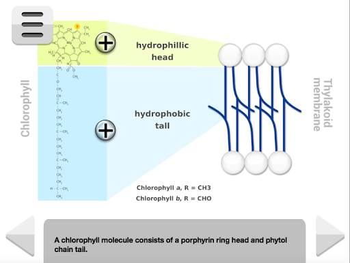 Biology Photosynthesis screenshot 9