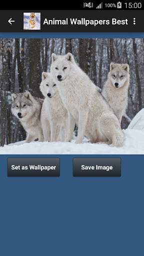 Animal Wallpapers App 🐈🐅🐎 : Animal Background screenshot 5