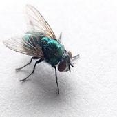 Fly On The Wall Light icon