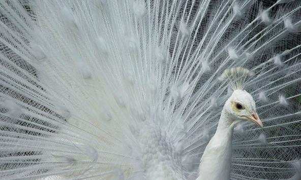 White Peacock Wallpapers screenshot 4