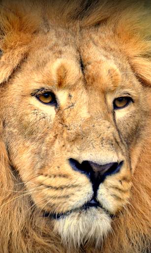 Lion Wallpapers HD (backgrounds & themes) screenshot 5