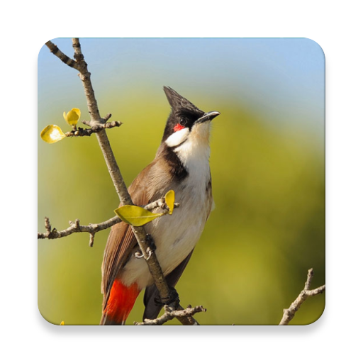 Bulbul Bird Sound Collections ~ Sclip.app icon