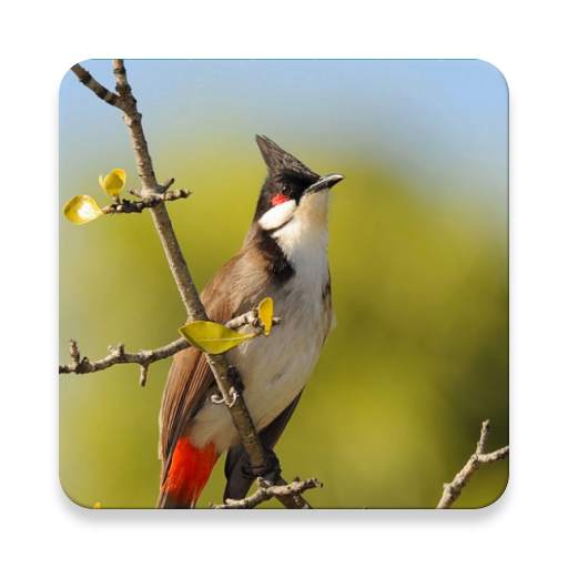 Bulbul Bird Sound Collections ~ Sclip.app 1.0.2