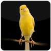 Canary Bird Sounds 1.0