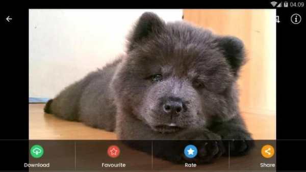 Wallpaper Chow Chow Puppies screenshot 11
