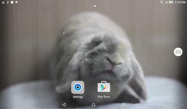 Bunny Licks Screen Wallpaper screenshot 5