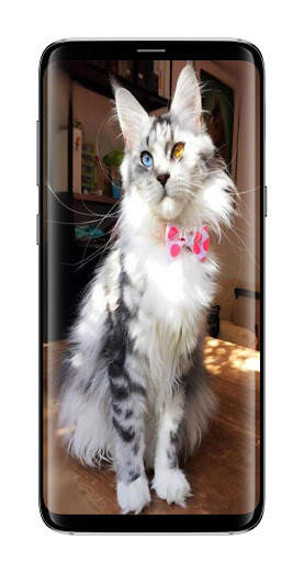 Cute Cat Wallpaper HD screenshot 2
