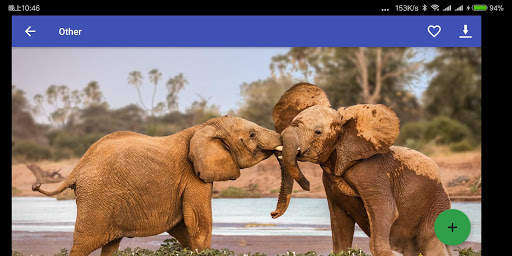 Animal Wallpaper screenshot 11