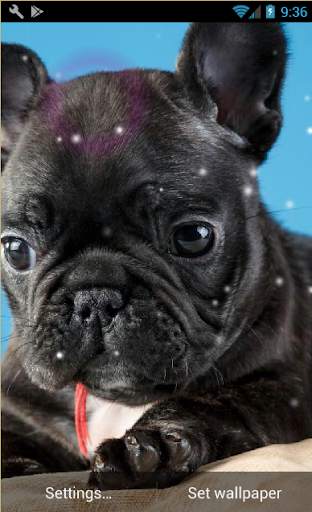 Puppies Pitbull Live Wallpaper screenshot 4