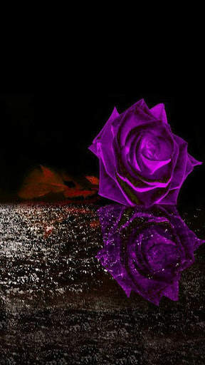 Flowers HD Wallpapers, Colorful live Roses 4K screenshot 11