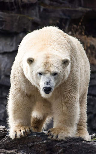 Bear Wallpapers | hd backgrounds screenshot 7