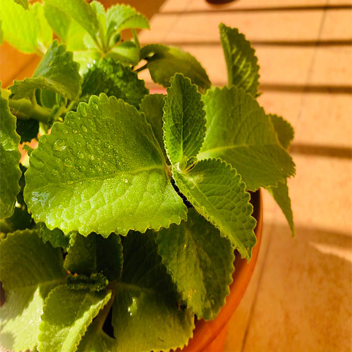 Ayurvedic Home Remedies - English Offline icon