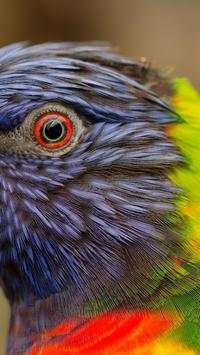 Birds Live Wallpapers स्क्रीनशॉट 2