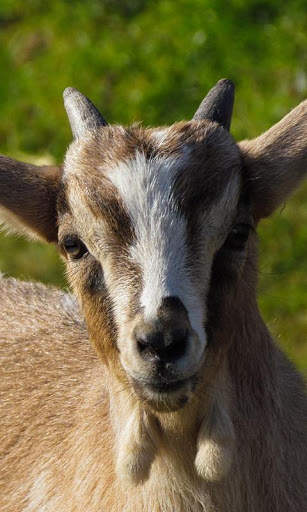Goat Wallpaper screenshot 5