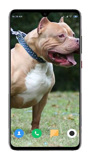Pitbull Dog Wallpaper HD screenshot 10