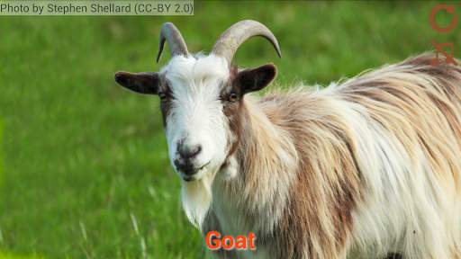 Domestic animals for kids screenshot 4