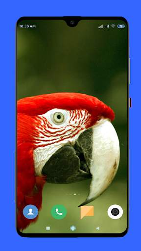 Parrot Wallpaper HD screenshot 10