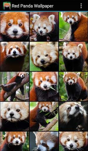 Red Panda Wallpaper screenshot 1