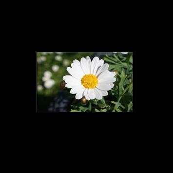 beautiful flowers screenshot 1