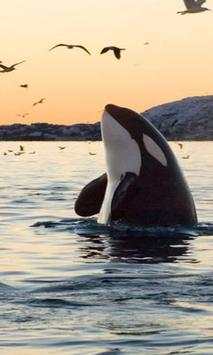 Whale wallpaper screenshot 1