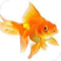 Goldfish Live Wallpaper logo