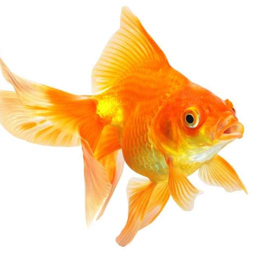 Goldfish Live Wallpaper 4.0