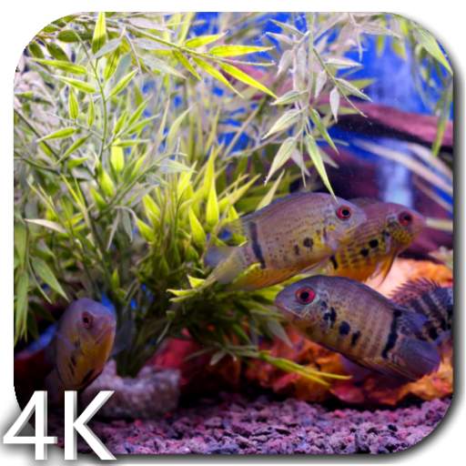 Aquarium Video Wallpaper 3.0