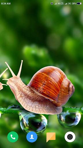 Macro Wallpaper HD screenshot 7