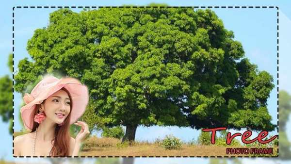 Transparent Tree Photo Frames screenshot 1