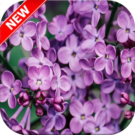Lilac Wallpaper 1.0.0