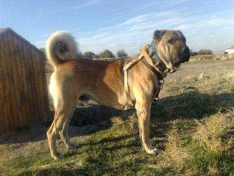 Kangal Dog Wallpapers screenshot 3