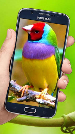 Flying Birds 3d Live wallpaper screenshot 1