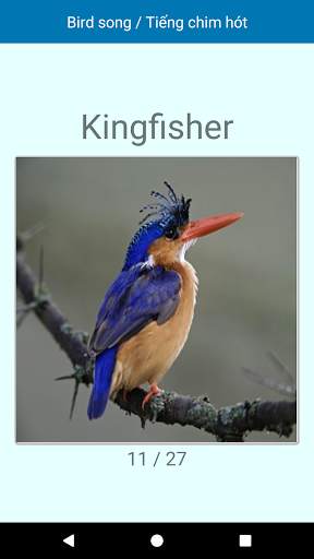 Bird Song / Tiếng Chim screenshot 8