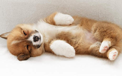 Q Puppy Live Wallpaper screenshot 7