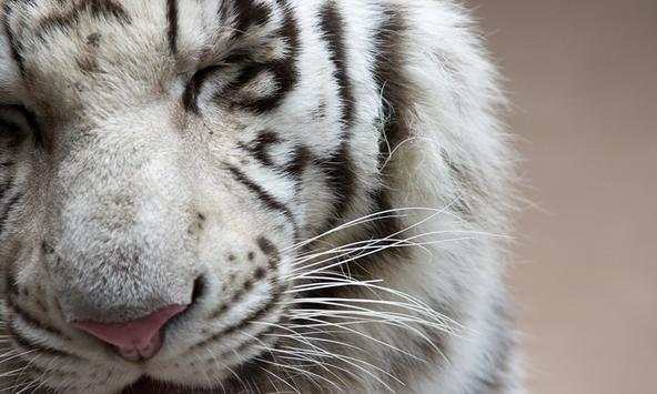 White tiger wallpapers screenshot 4