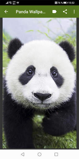 Panda Wallpapers screenshot 1
