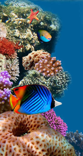 Aquarium Video Live Wallpaper screenshot 6