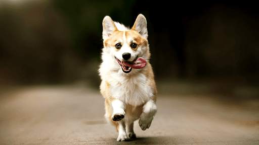 Dog Sounds - Dog Barking Ringtones screenshot 5