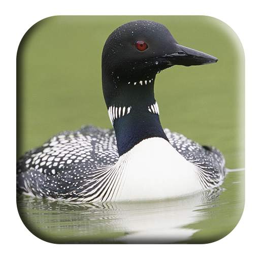 Loon Sounds 1.4