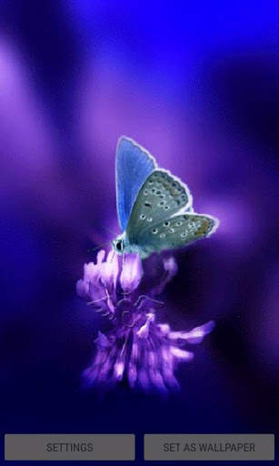 3d Butterfly Live Wallpaper скриншот 1