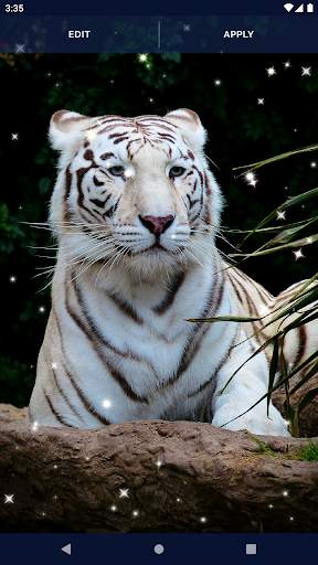 Tiger Live Wallpapers screenshot 7