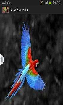 Bird Sounds screenshot 5
