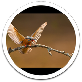 HD Photo Spring Flowers LWP icon