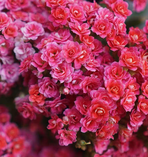 Flowers Garden Wallpaper screenshot 6