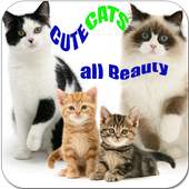 Cute Cats All Beauty Wallpaper 1.2