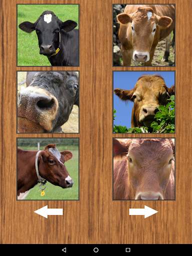Funny Cow Farm Sounds screenshot 7