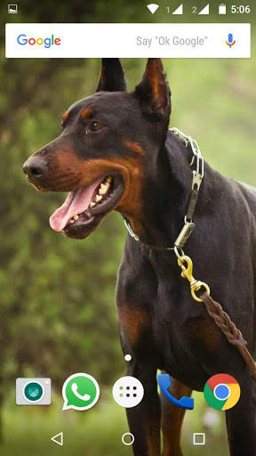 Doberman Dog Wallpaper HD screenshot 4